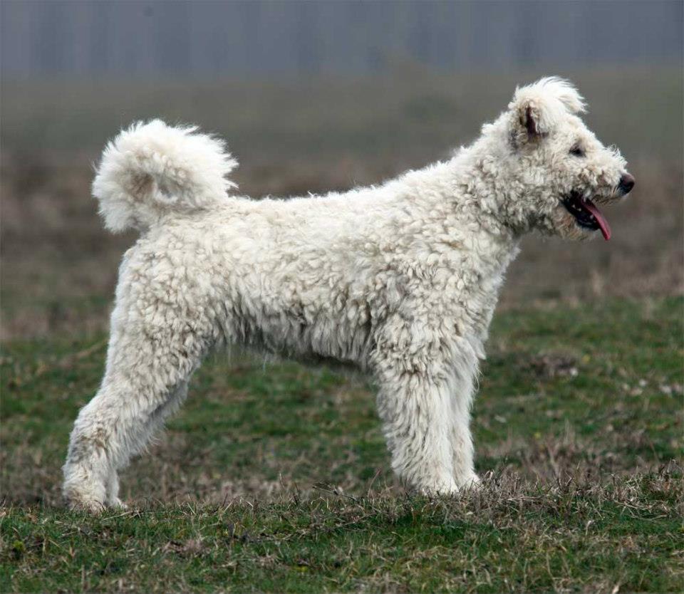 734518_409276879168253_1249662403_n pumi.jpg