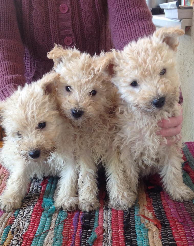 49575771_2013449608762394_7288228303498903552_n pumi.jpg