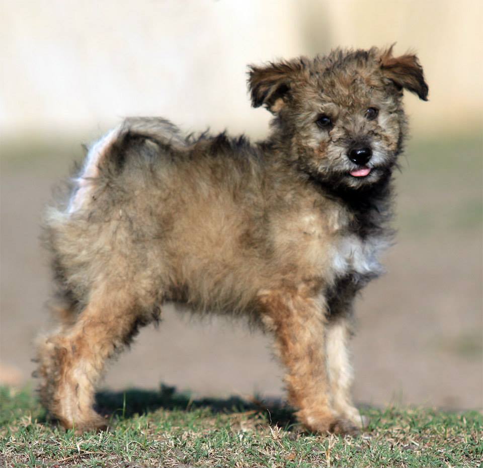 11822522_859612984134638_2835730695320526325_n pumi.jpg