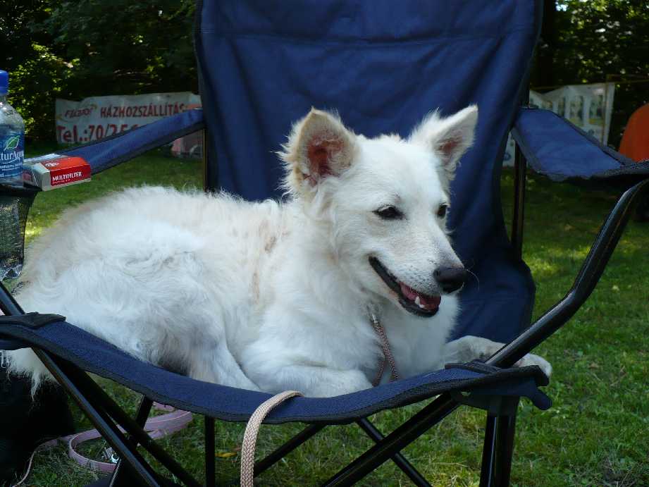 csicsihappydog1.jpg