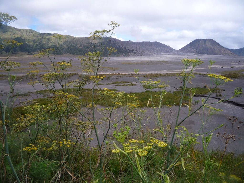 Bromo 1.jpg